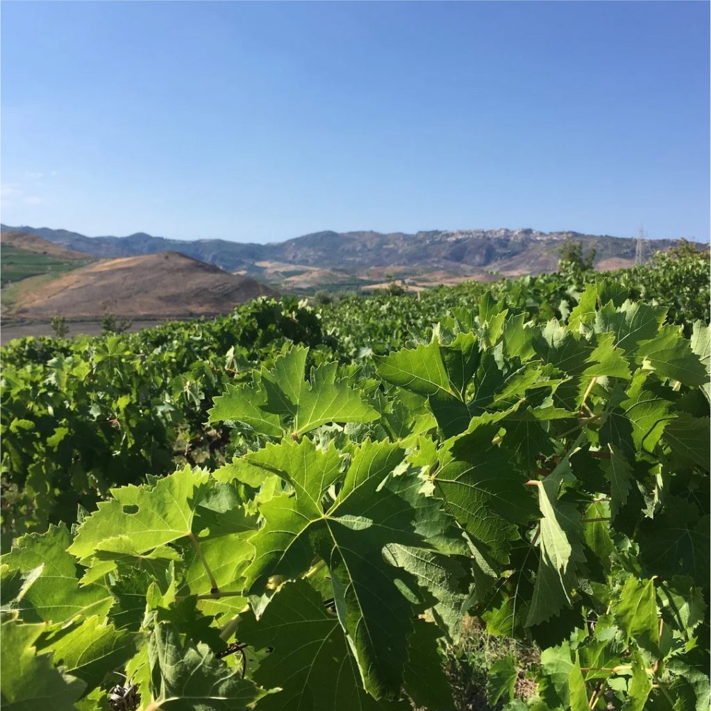la-dolce-vigna-tour-wine-and-culture-calabria-14