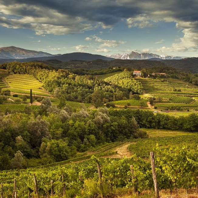 la-dolce-vigna-tour-wine-and-culture-friuli-e-slovenia01