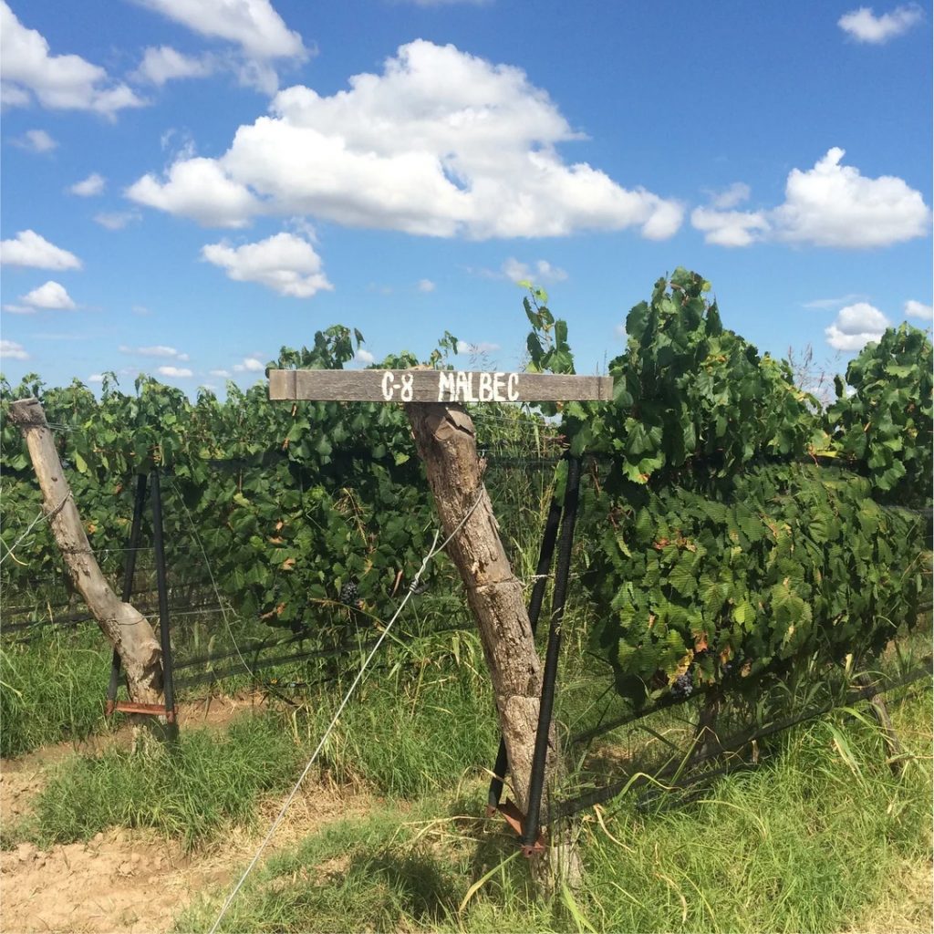 la-dolce-vigna-tour-wine-and-culture-mendoza-argentina-01