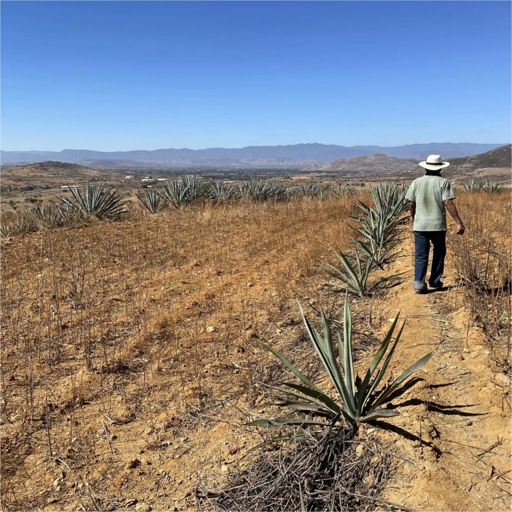 la-dolce-vigna-tour-wine-and-culture-oaxaca-mexico-01