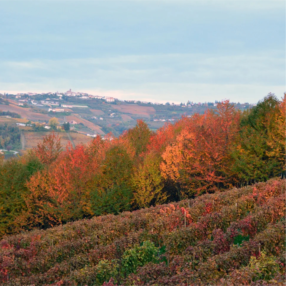 la-dolce-vigna-tour-wine-and-culture-piedmont-italy- (4)